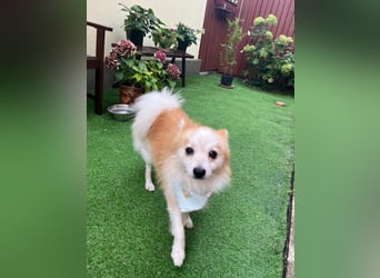 Alf SR – Freundlicher Spitz-Rüde sucht liebevolles Zuhause