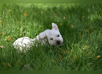 Shar-Pei x Labrador Mix Welpen stellen sich vor......