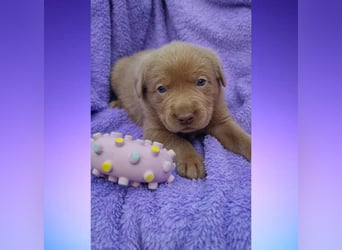Labrador Aussiedor Welpen  in silber und silber merle aus liebevoller Zucht