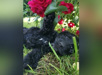Schwarze Cockerdoodle Perlen