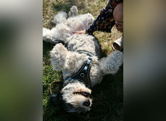 Freundliche Bella sucht ihr Zuhause