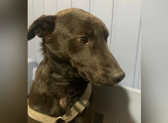 Jack sucht ein Zuhause oder eine neue Pflegestelle