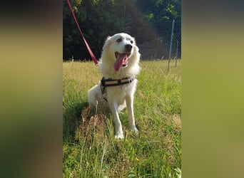 süße Retriever Mischlings Hündin Sally sucht ihre Menschen