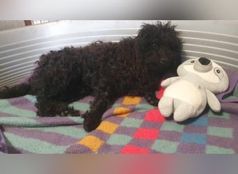 Guba-DG, Hütehund sucht Aufgabe!