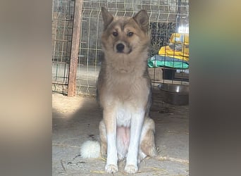 SHIBA, Hündin, 1,5 Jahre, 43cm, Mischling, Tierschutz