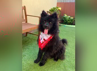 Koda2 – junger Herzenshund mit Kuschelfaktor