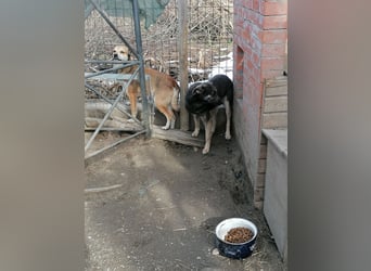 GREY, Hündin, 4 Jahre, 44 cm, Mischling, Tierschutz