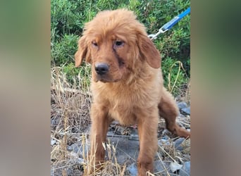 Chow-Chow-Retriever-Mix FELIX ❤️wartet in 53940 Hellenthal