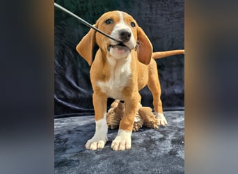Vincent, einer von 5 süssen Welpen die auf der Strasse geboren wurden