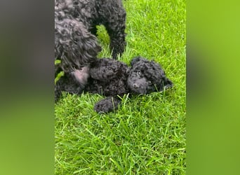 Wunderschöne Cockapoo/Cockerpoo Welpen