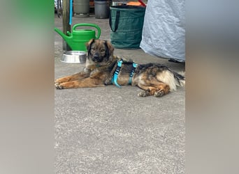Rohdiamant Stromer, 2 Jahre, sucht sein Zuhause