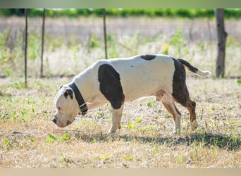 Bruce-DG, sanfter Dickkopf sucht warmes Zuhause!