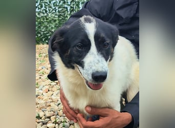 Ringo sucht seine Menschen