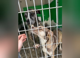 Leoa sucht Pflege- oder Endstelle