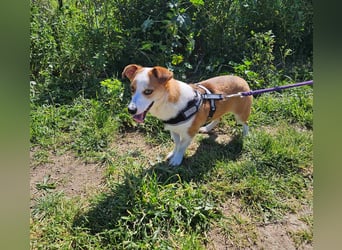 Jack: klein aber oho!