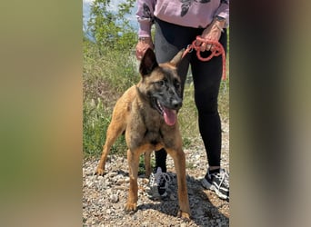 Schäferhund(mix) Freunde aufgepasst – hier kommt unsere Reika