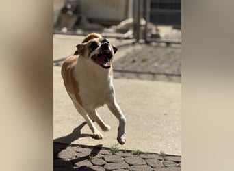 Die liebenswerte BOUNTY sucht ihr Zuhause!