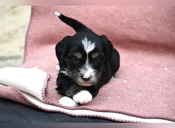 bezaubernde Tibet Terrier Welpen aus liebevoller Zucht dürfen Ende Juli ausziehen..