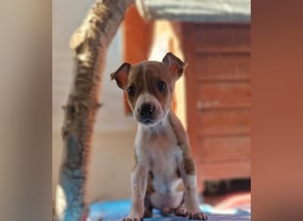 Lucky - ein Welpe sucht sein Körbchen