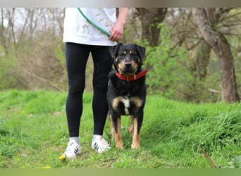 OSKAR - wer zeigt dem traurigen Hundemann wie schön ein Hundeleben sein kann?