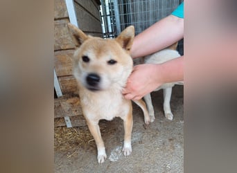 Bibi-Biszu PP – zarte Shiba-Hündin sucht liebevolles Zuhause