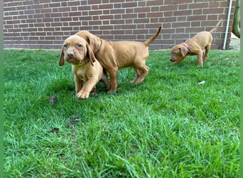 Mayar Vizsla Welpen