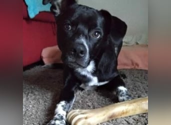 MIKO-#NOTFALL#-hübscher Hundemann liebt ausgedehnte Spaziergänge im Grünen