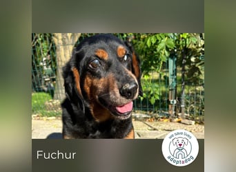 Fuchur: Will endlich sein Glück finden