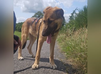 Leander,geb.02/25,lieber Hütehundmix sucht seine Familie,bereits auf PS in 57271 Hilchenbach