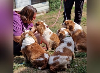 Jackson, Cavalier King Charles Spaniel geb. 2018
