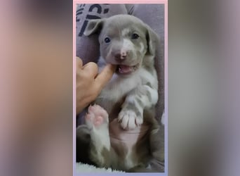 Aussiedor Labrador Australian Shepherd mit Ahnentafel