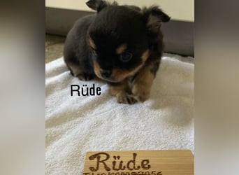 Chihuahua Welpen ab 22.08 abzugeben