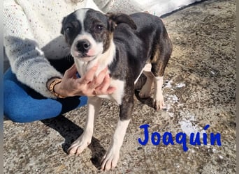 Joaquín 10/2024 (ESP Pflegestelle) - neugieriger und zärtlicher, kleiner Bodeguero-Mix Welpe!
