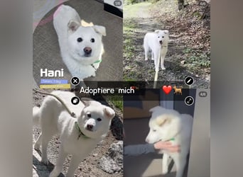 Hani – Kleine Herzenswolke sucht ein Zuhause voller Liebe