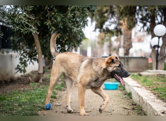 Nala - sportlich und freundlich