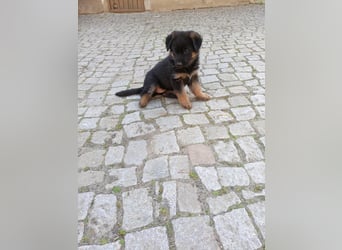 Schäferhund-Mischlingswelpen
