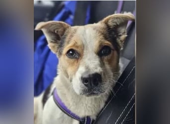 Didier - freundlicher, aktiver, verspielter kleiner Jack Russel-Mix Rüde / z.Zt. noch in Rumänien