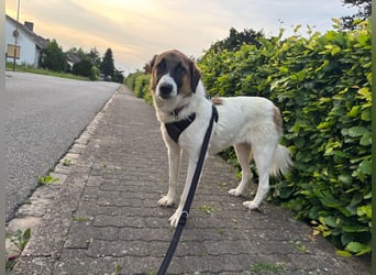 Anka - wo darf ich Zuhause sein?