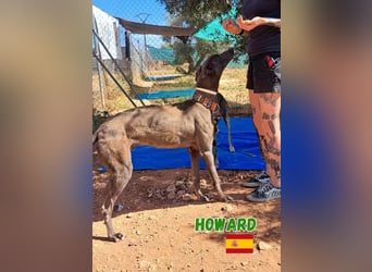Howard,geb.05/24,sozialer Greyhound Rüde sucht seine Familie