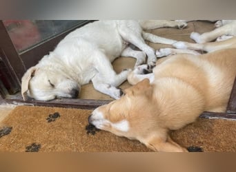 Nestor - DRINGEND Zuhause oder Pflegestelle gesucht - kleine Pfötchen