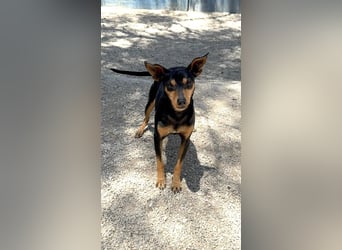 Raspa sucht souveräne Menschen