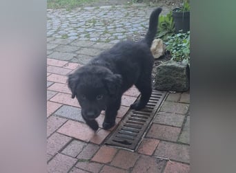 Auszug..Aussiedor F1 Familien und Therapiehund Labrador x Australien Shepherd