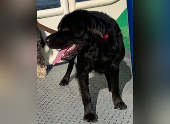 Sherlock sucht DRINGEND neues Zuhause für immer