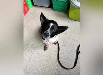 Fitter "Pico" sucht sein Plätzchen