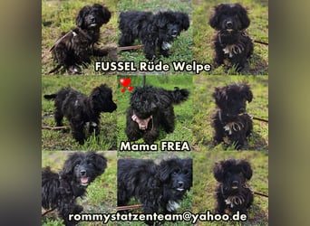 Fussel ist immer zu Streichen aufgelegt