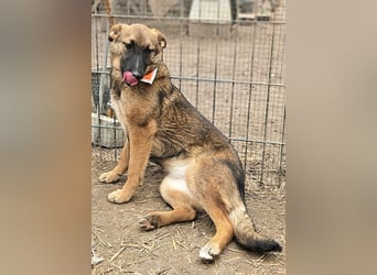 Cleo - freundliche, aktive, anhängliche Schäferhund Mix Hündin / z.Zt. noch in Rumänien