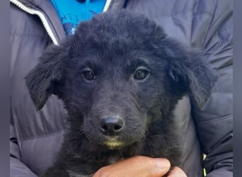 Lieber Srecko ❤️ schmusiger Husky-Mix