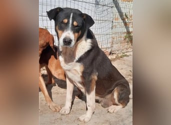 Sanfte, liebe Alexa sucht ruhiges Zuhause