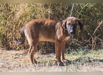 Piston, Mix Labrador / Schäferhund, lieb und sozial