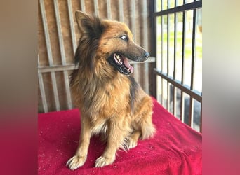 ❤️ superlieber ALFI - 1,5 Jahre, 46cm/16kg - Mischling